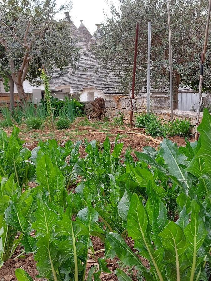 Вилла Il Trullo Di Giada E Mattia Альберобелло Экстерьер фото